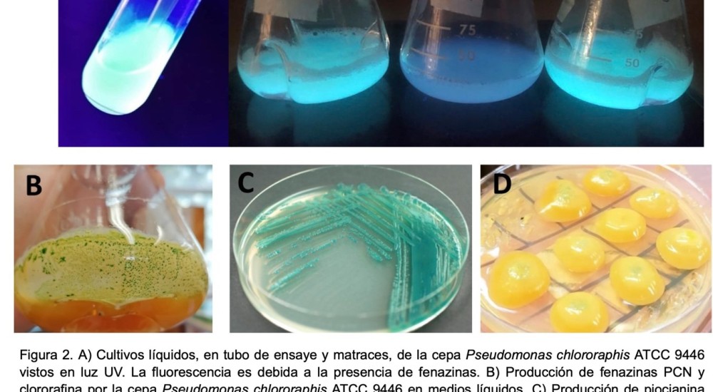 Fenazinas: Mucho color, muchas funciones