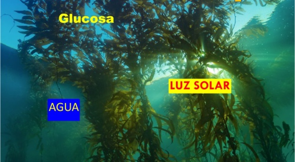 Las algas, sorprendentes organismos