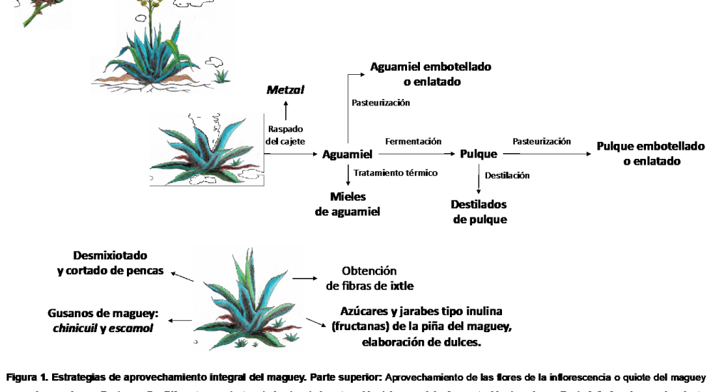 Los beneficios de una bebida prehispánica en nuestros días: pulque para todos (segunda y última parte).
