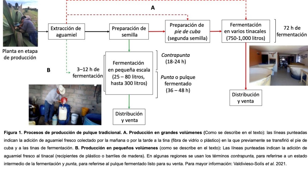 Los beneficios de una bebida prehispánica en nuestros días: pulque para todos (Primera Parte)