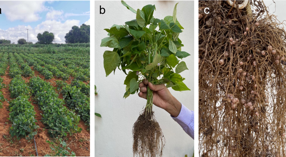 Una fábrica de fertilizantes en la raíz del frijol
